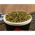 Mung Bean